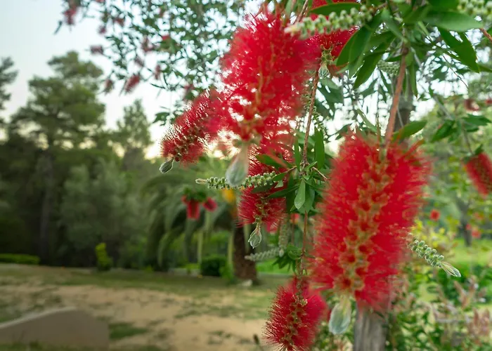 Apartment Forest Skiathos *