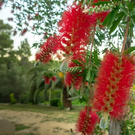 דירה Forest Skiathos *